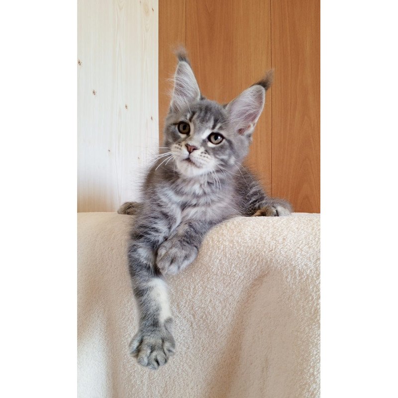 Maine Coon NOV Yolanda