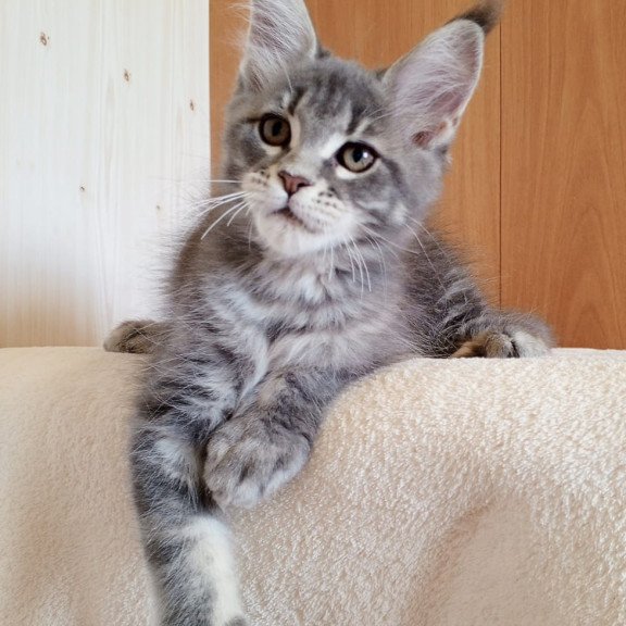 Maine Coon NOV Yolanda