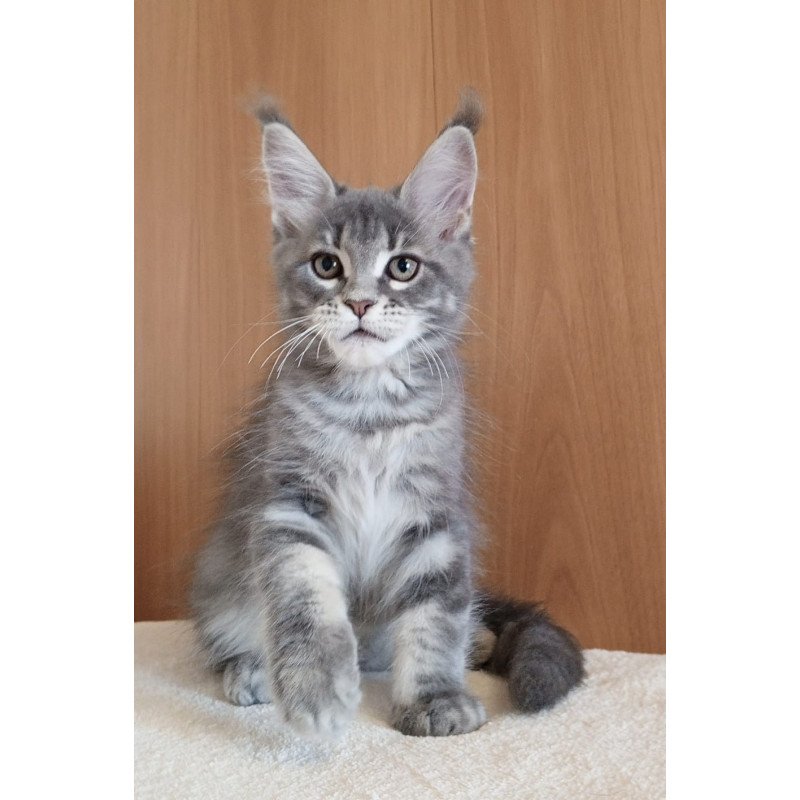 Maine Coon NOV Yolanda