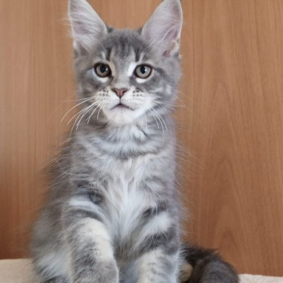 Maine Coon NOV Yolanda