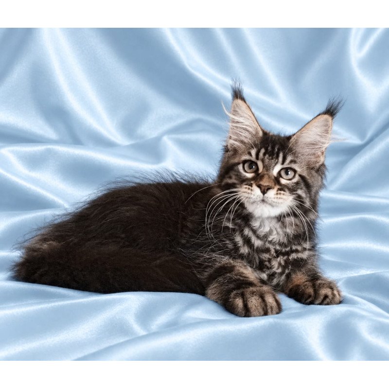 Maine Coon NOV Yasia