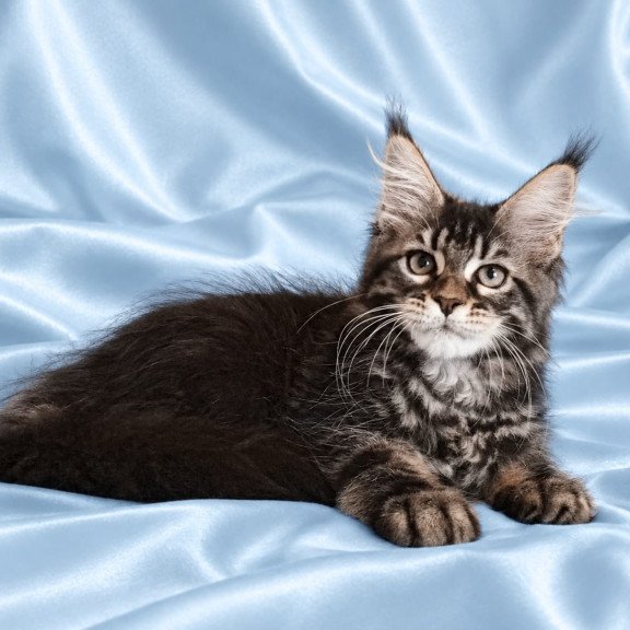 Maine Coon NOV Yasia