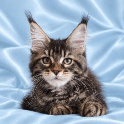 Maine Coon NOV Yasia