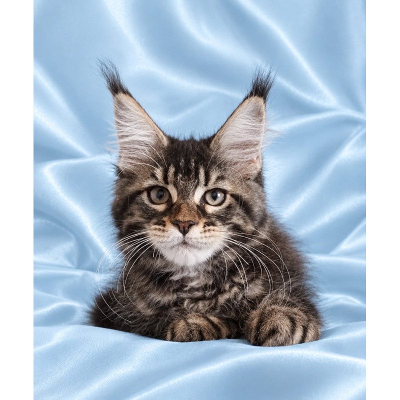 Maine Coon NOV Yasia