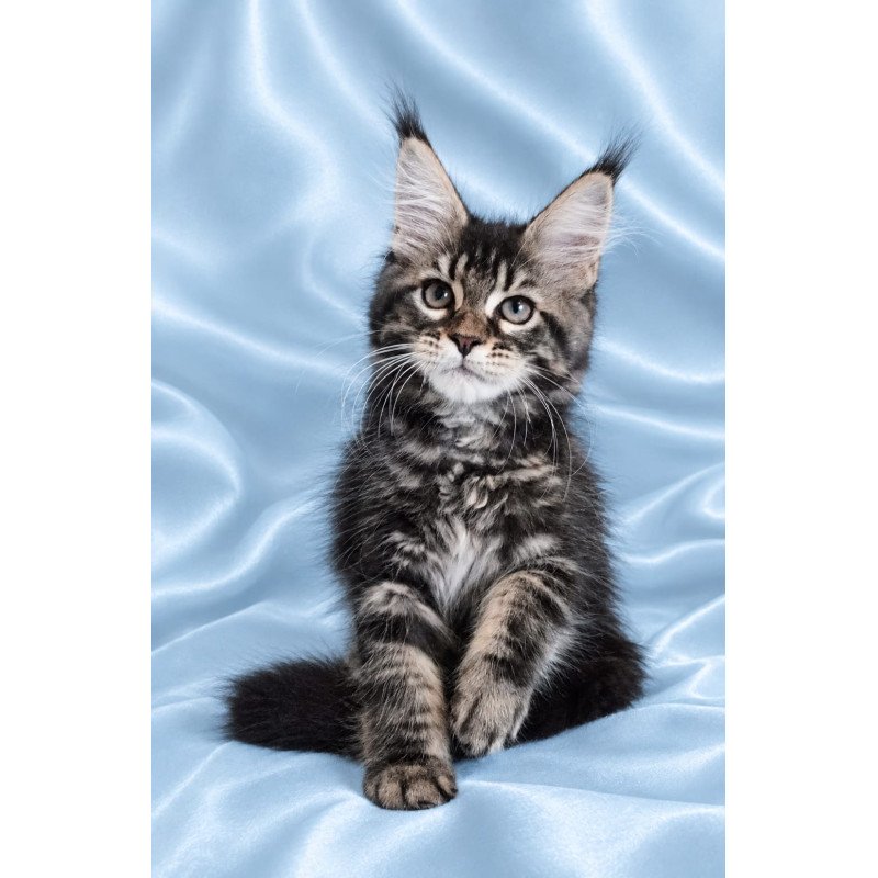 Maine Coon NOV Yasia