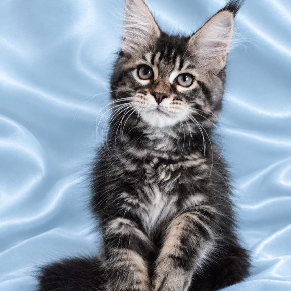 Maine Coon NOV Yasia