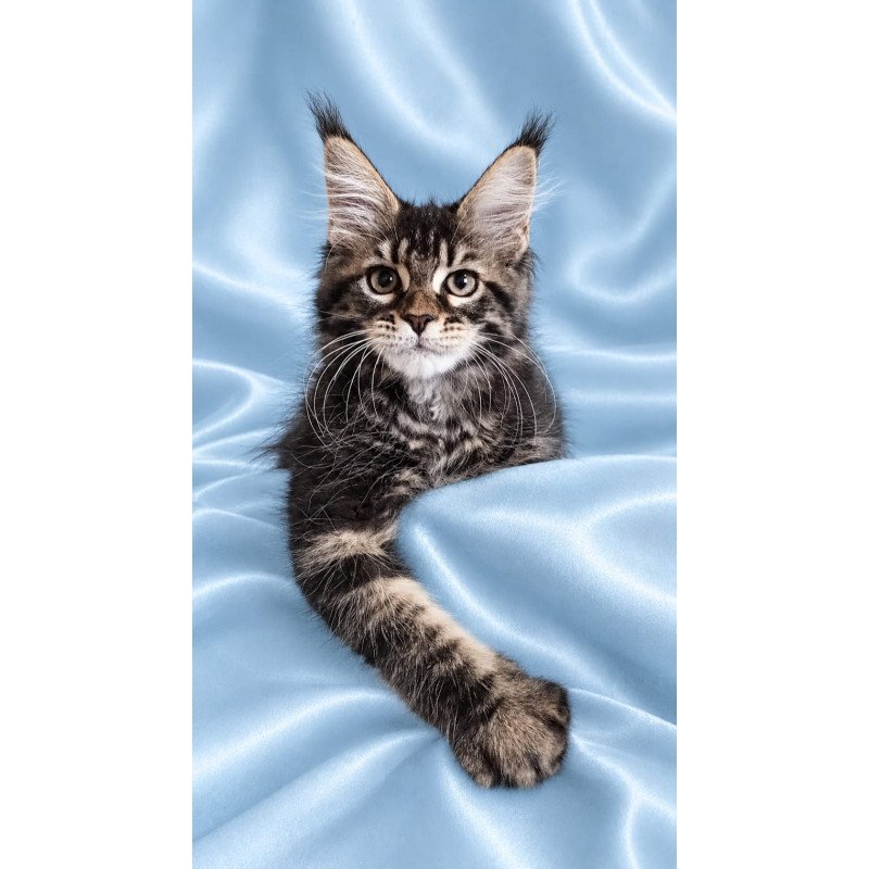 Maine Coon NOV Yasia