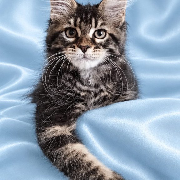 Maine Coon NOV Yasia