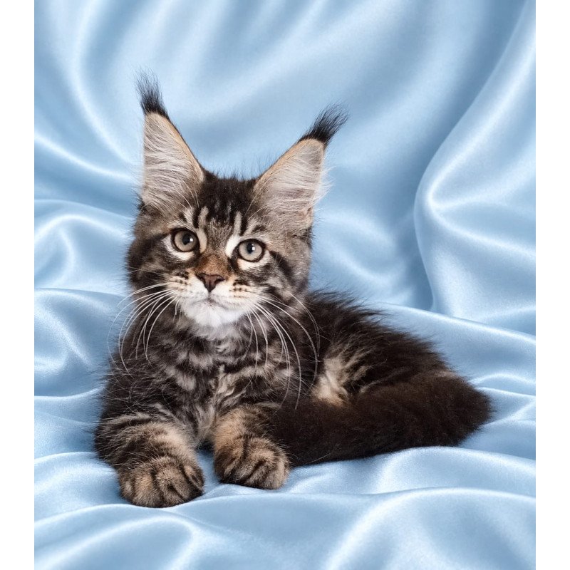 Maine Coon NOV Yasia