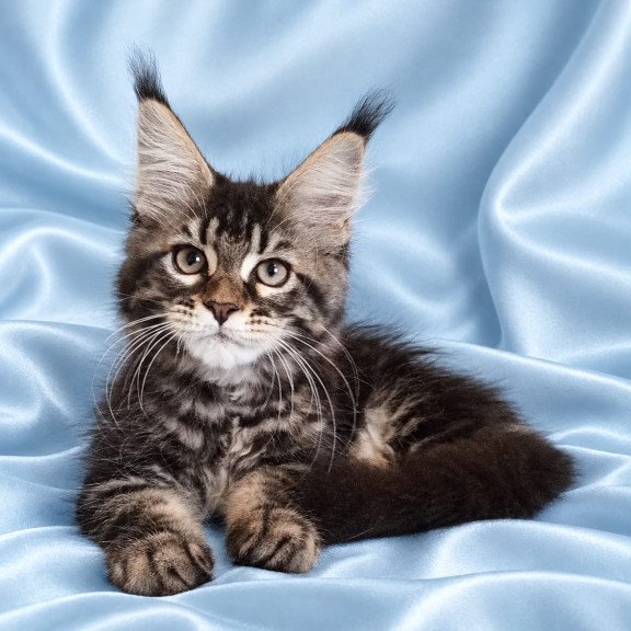 Maine Coon NOV Yasia