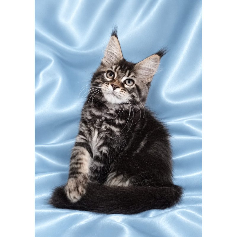 Maine Coon NOV Yasia