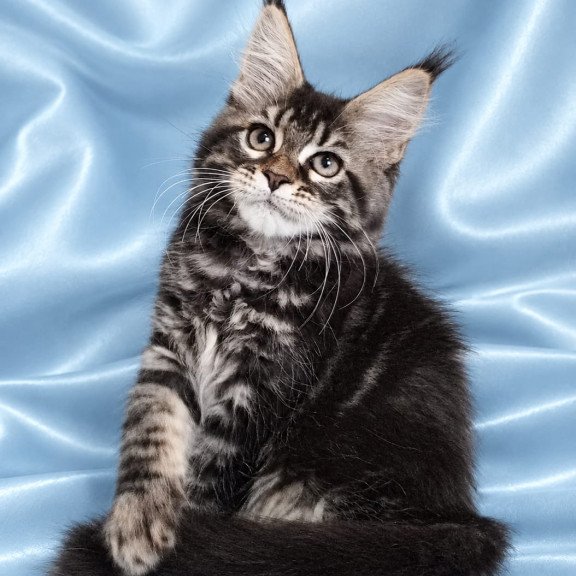 Maine Coon NOV Yasia