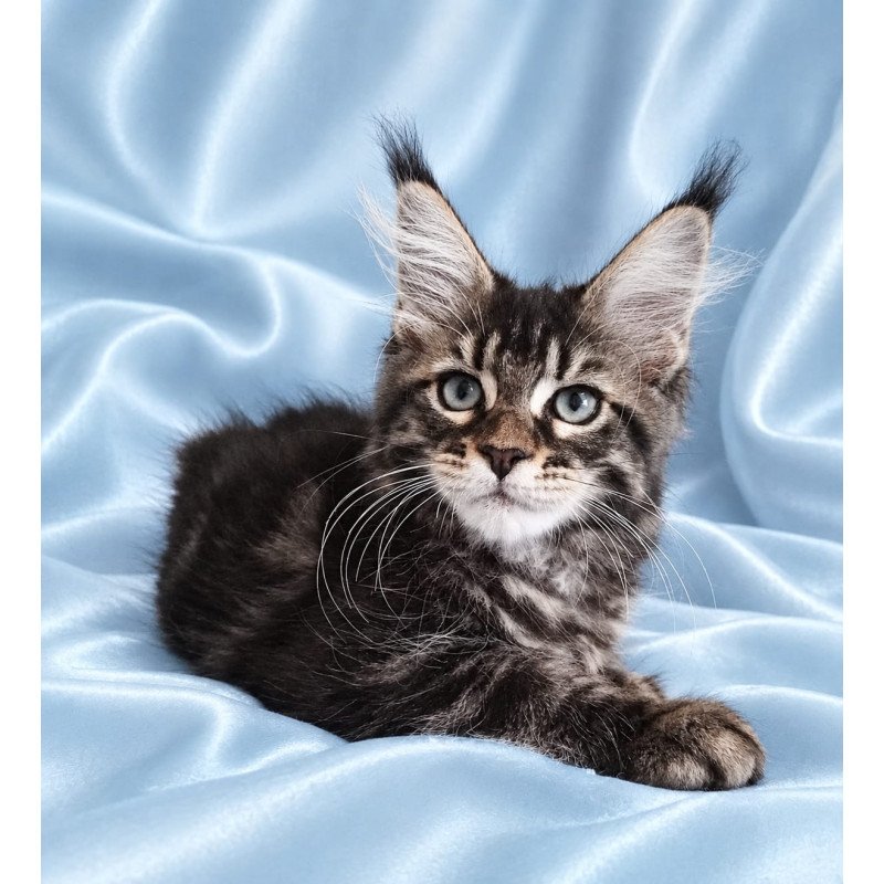 Maine Coon NOV Yasia