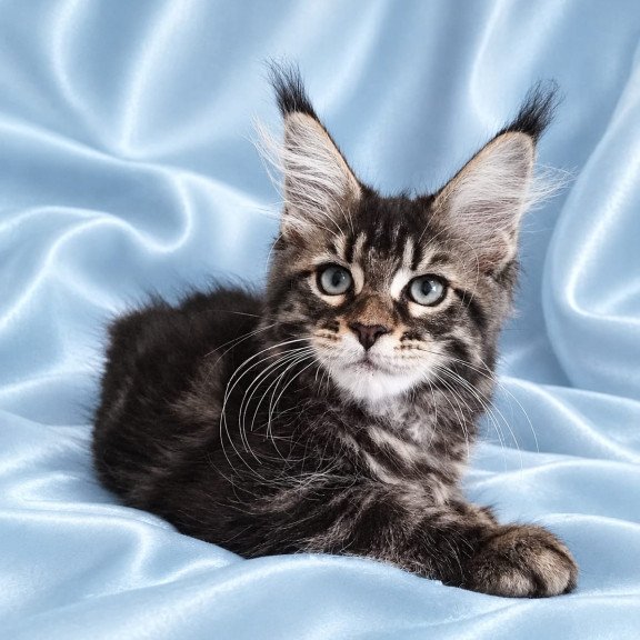Maine Coon NOV Yasia