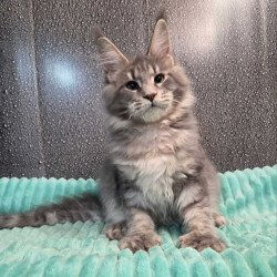 Maine Coon NOV Xana Polydactyl