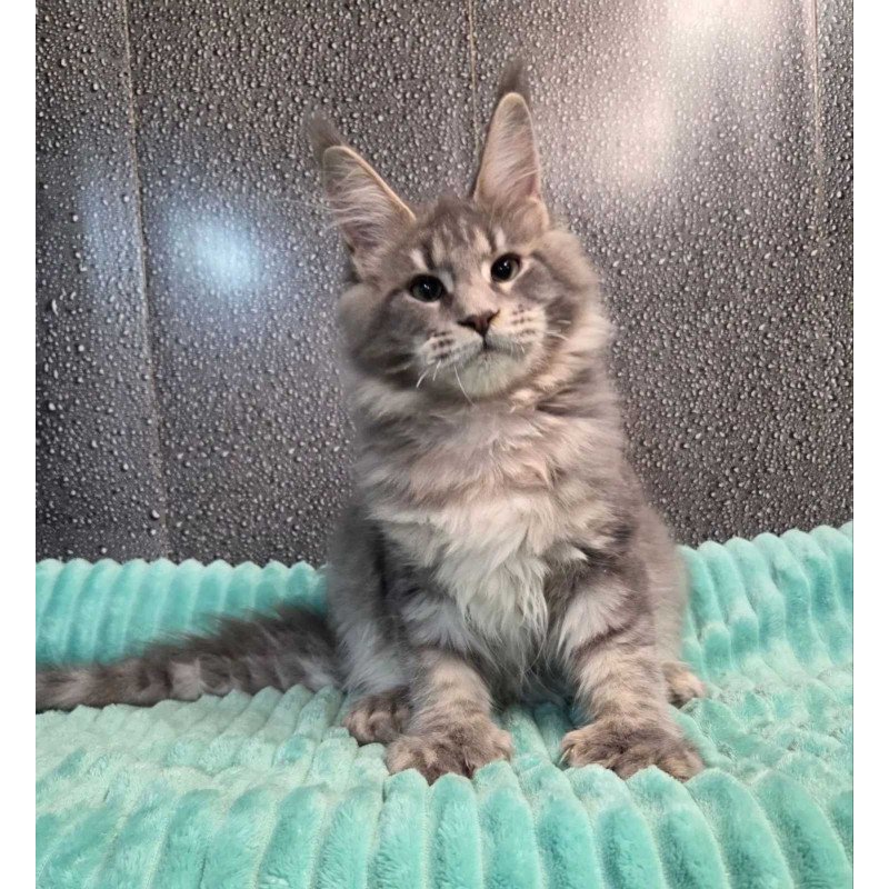 Maine Coon NOV Xana Polydactyl