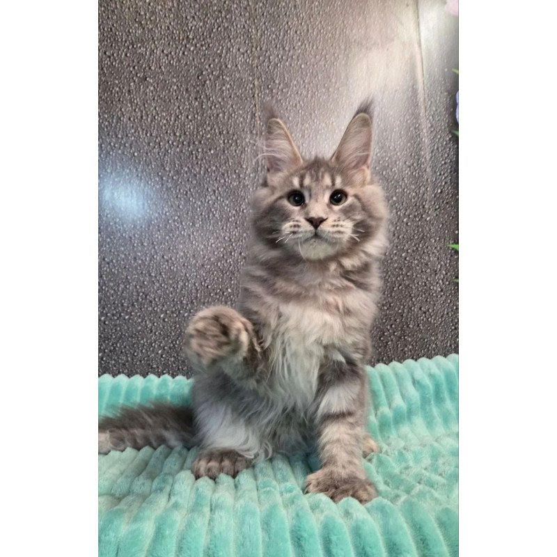 Maine Coon NOV Xana Polydactyl