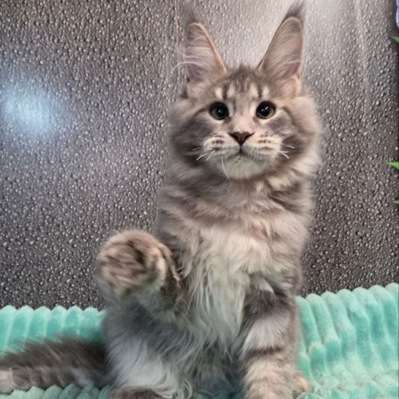 Maine Coon NOV Xana Polydactyl