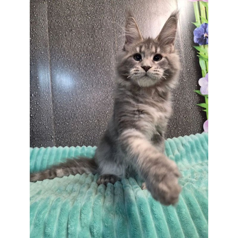Maine Coon NOV Xana Polydactyl