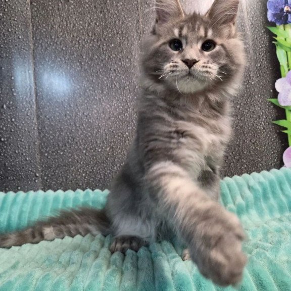 Maine Coon NOV Xana Polydactyl