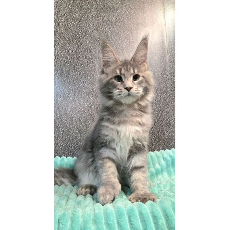 Maine Coon NOV Xana Polydactyl