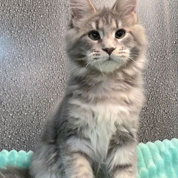 Maine Coon NOV Xana Polydactyl