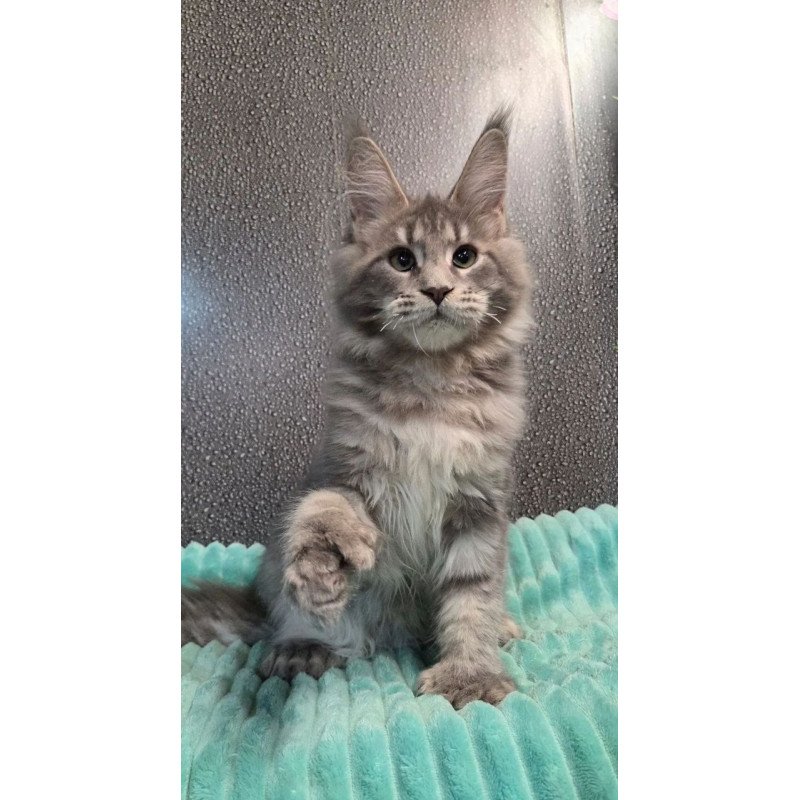 Maine Coon NOV Xana Polydactyl