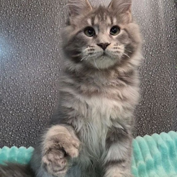 Maine Coon NOV Xana Polydactyl