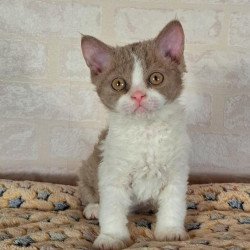 Selkirk Rex NOV Quinto