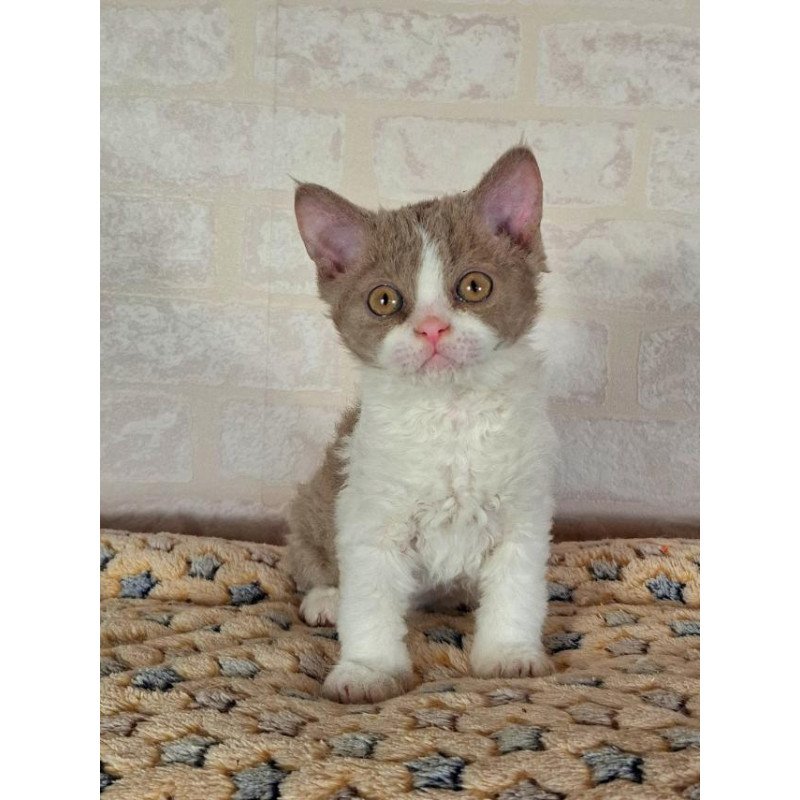 Selkirk Rex NOV Quinto