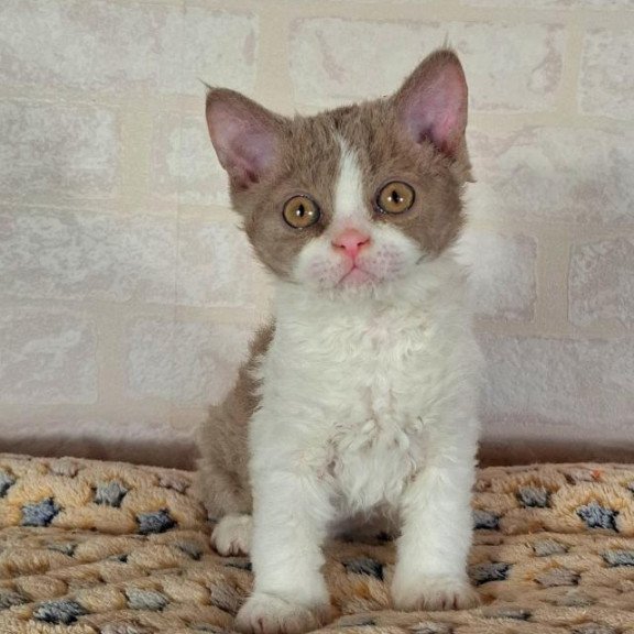 Selkirk Rex NOV Quinto