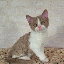 Selkirk Rex NOV Quinto