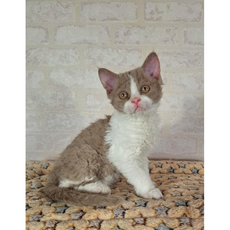 Selkirk Rex NOV Quinto