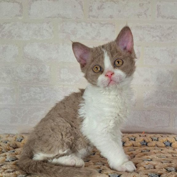 Selkirk Rex NOV Quinto