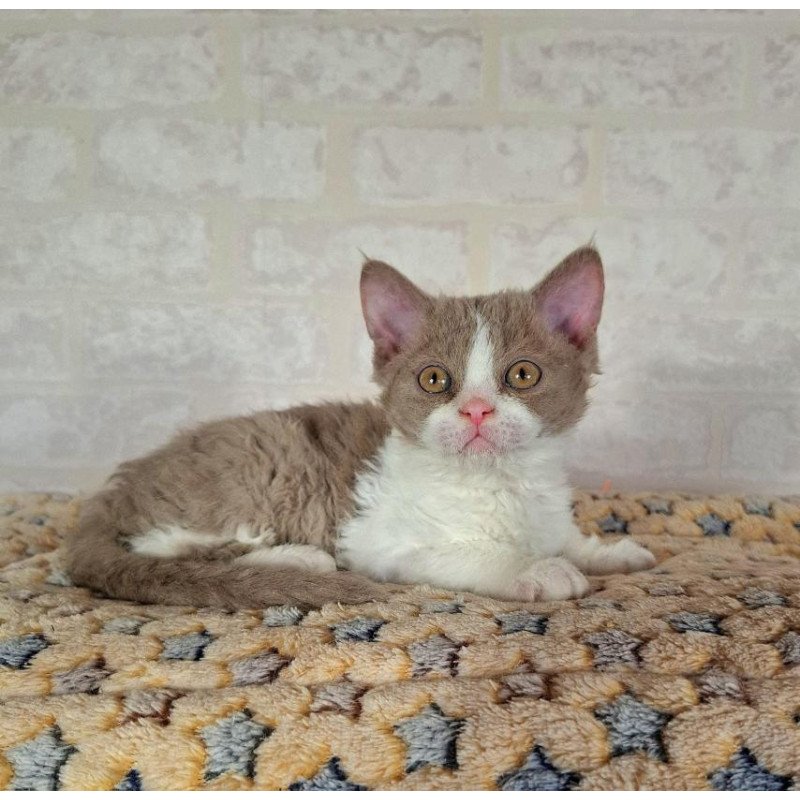 Selkirk Rex NOV Quinto