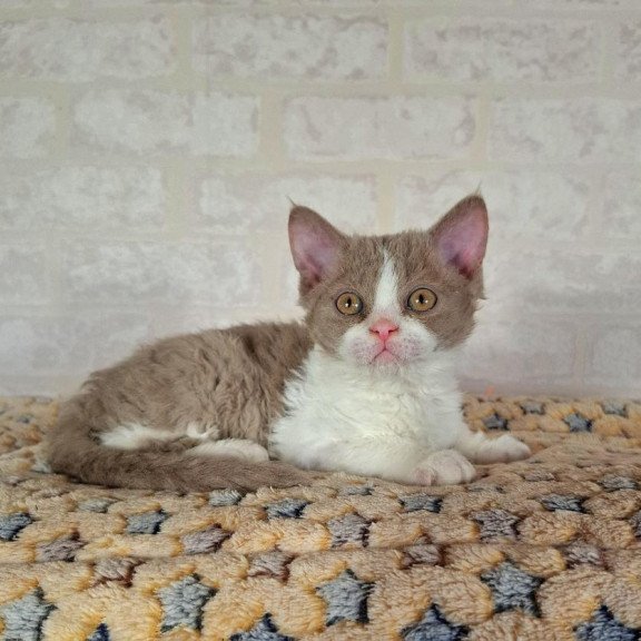 Selkirk Rex NOV Quinto