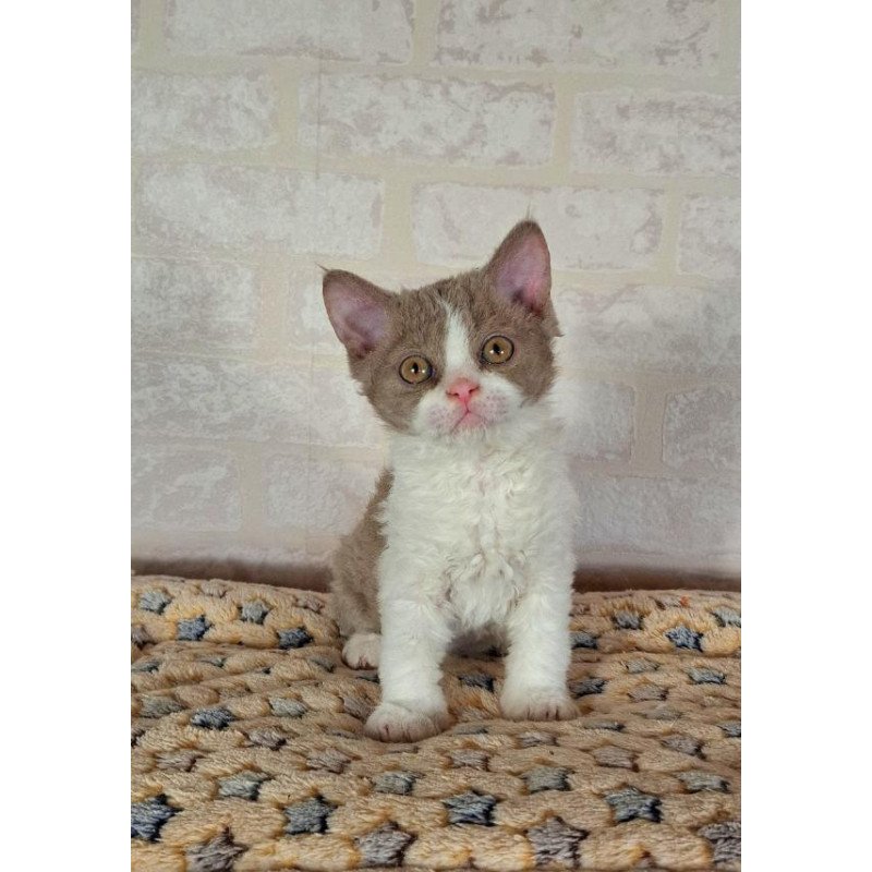 Selkirk Rex NOV Quinto