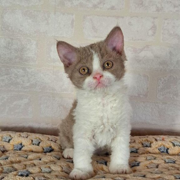 Selkirk Rex NOV Quinto