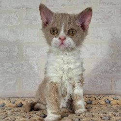 Selkirk Rex NOV Quest