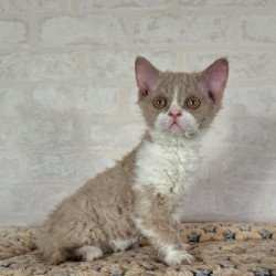 Selkirk Rex NOV Quest
