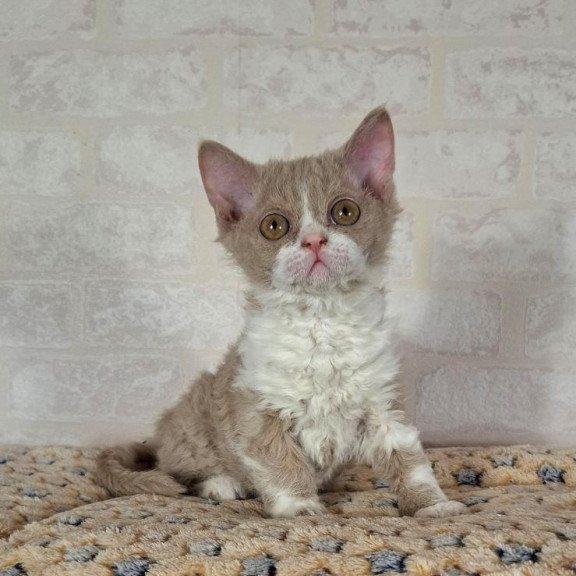 Selkirk Rex NOV Quest