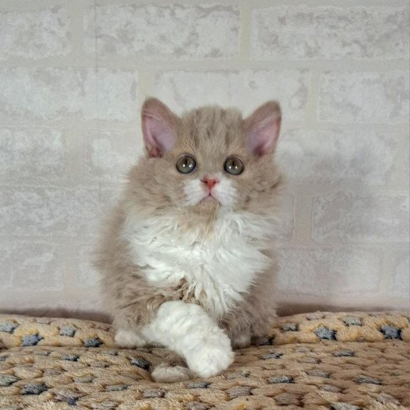Selkirk Rex NOV Queen