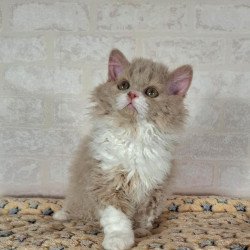 Selkirk Rex NOV Queen
