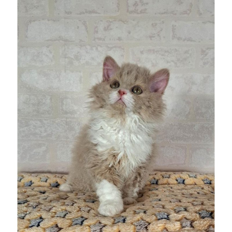 Selkirk Rex NOV Queen