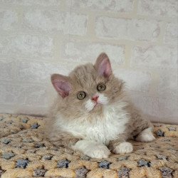 Selkirk Rex NOV Queen
