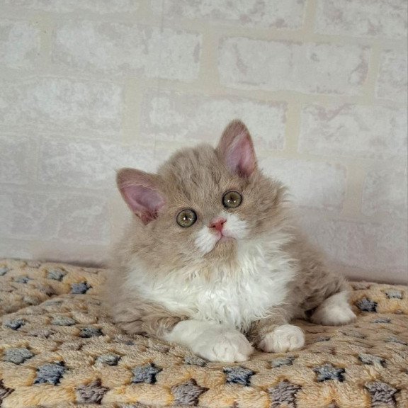 Selkirk Rex NOV Queen