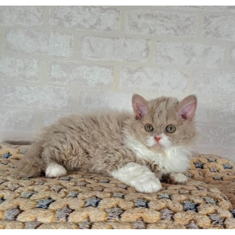 Selkirk Rex NOV Queen