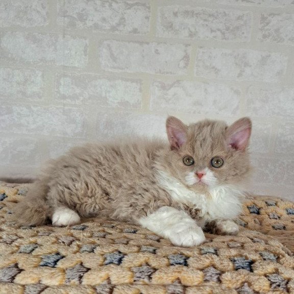 Selkirk Rex NOV Queen