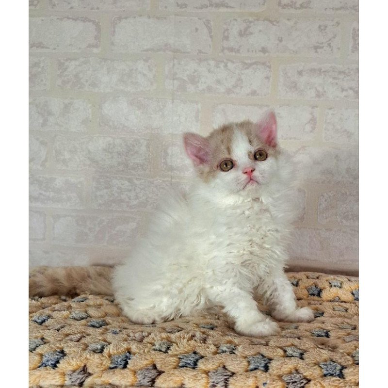 Selkirk Rex NOV Quick