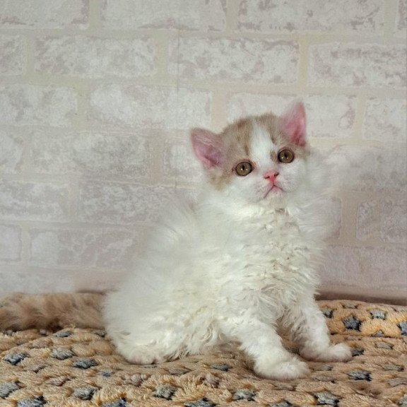 Selkirk Rex NOV Quick